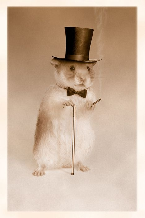 Rattikarl